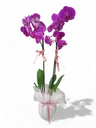 Phalaenopsis �thal �ift Dall� Saks� Pembe Orkide