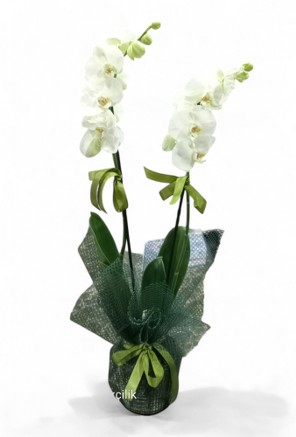 thal Phalaenopsis ift Dall Beyaz Orkide