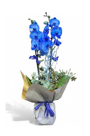 Asaletin Bulu�tu�u Mavi Orkide