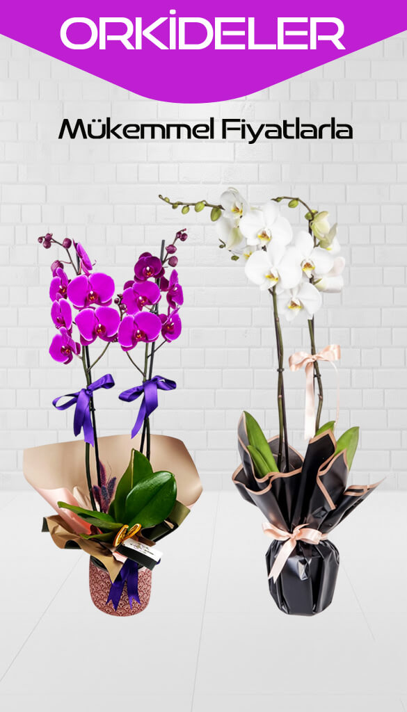 Orkideler