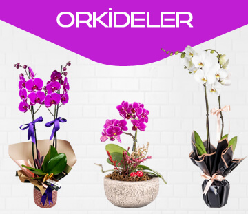 Orkideler